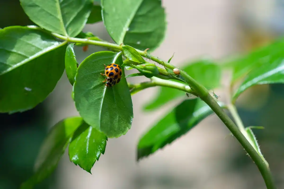garden pests on plants close-up