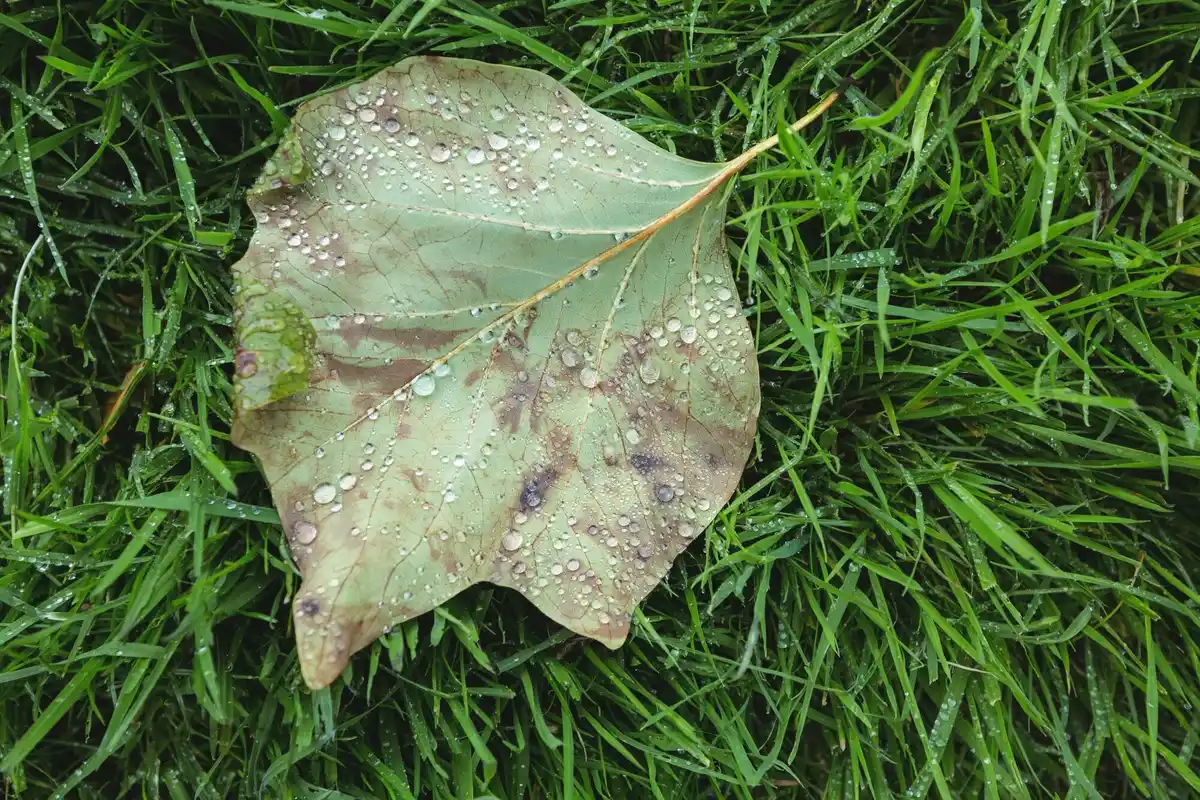 garden pests eating plant leaves