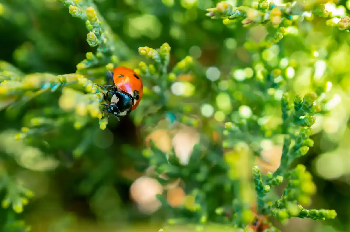 ladybugs on garden plant leaves