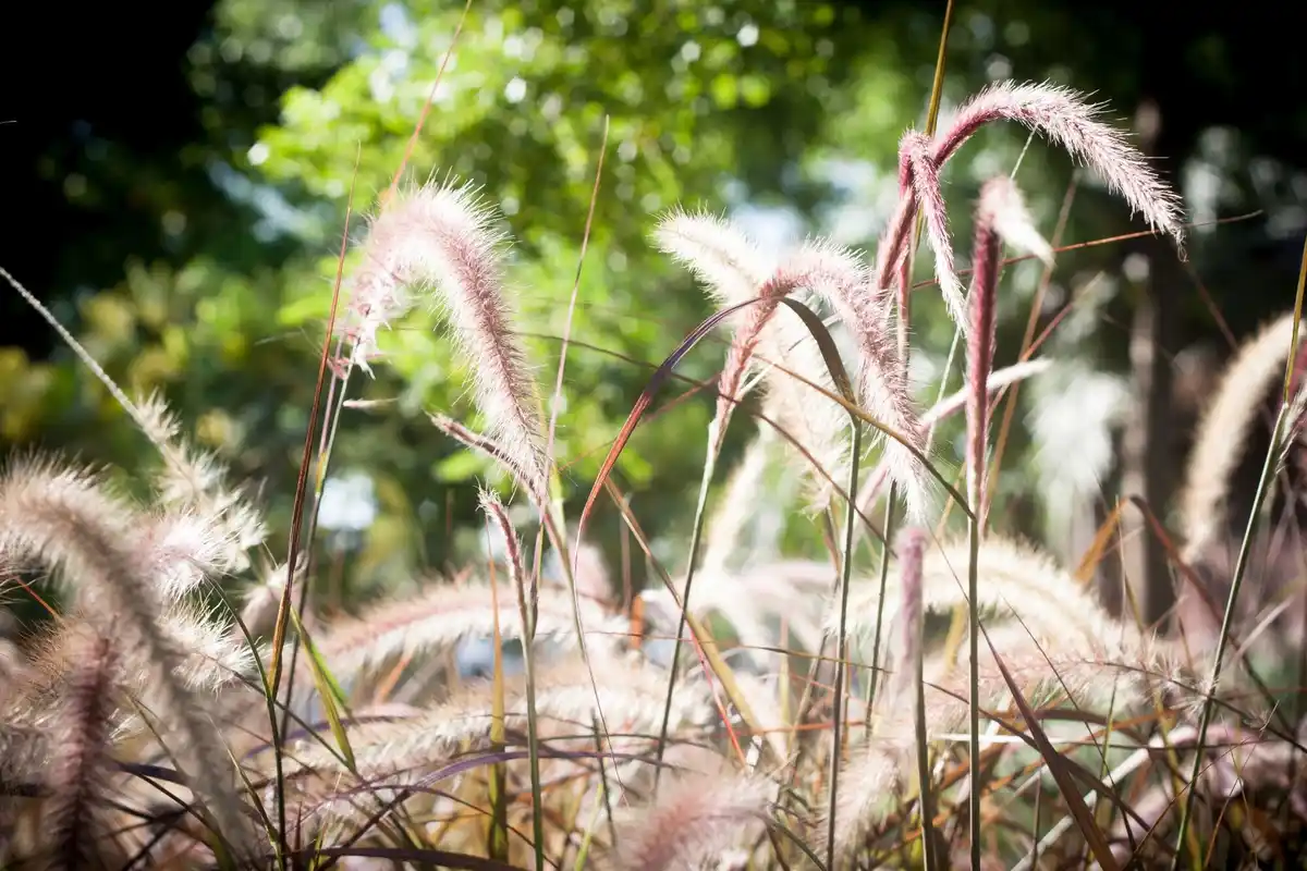 dying plants garden netherlands