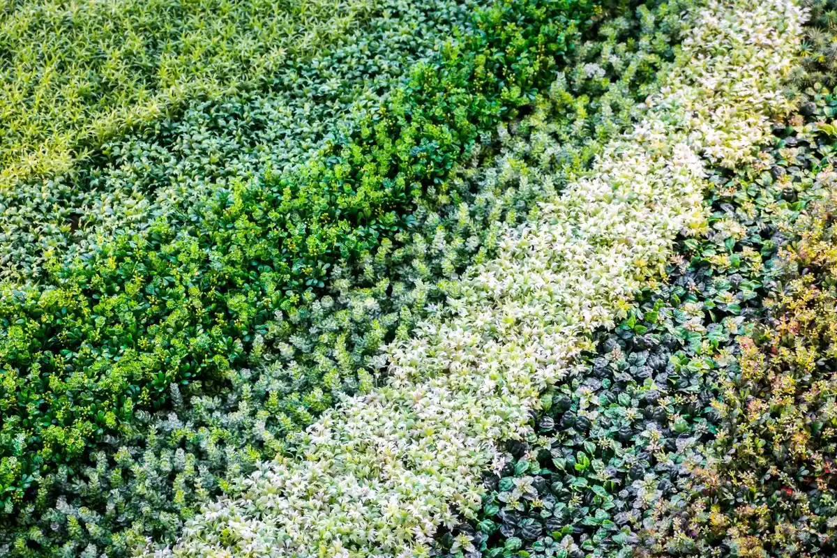 compacted garden soil netherlands