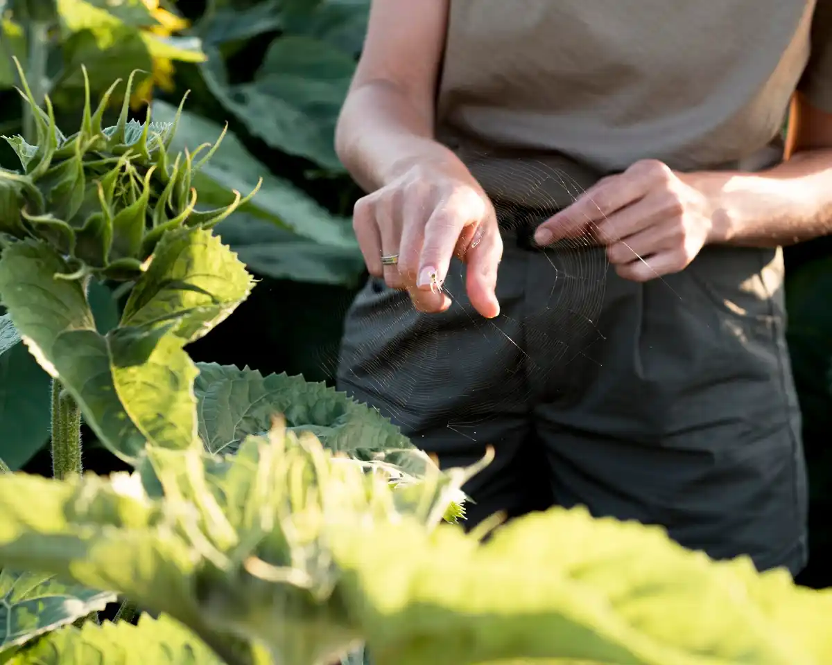 Organic garden disease control methods