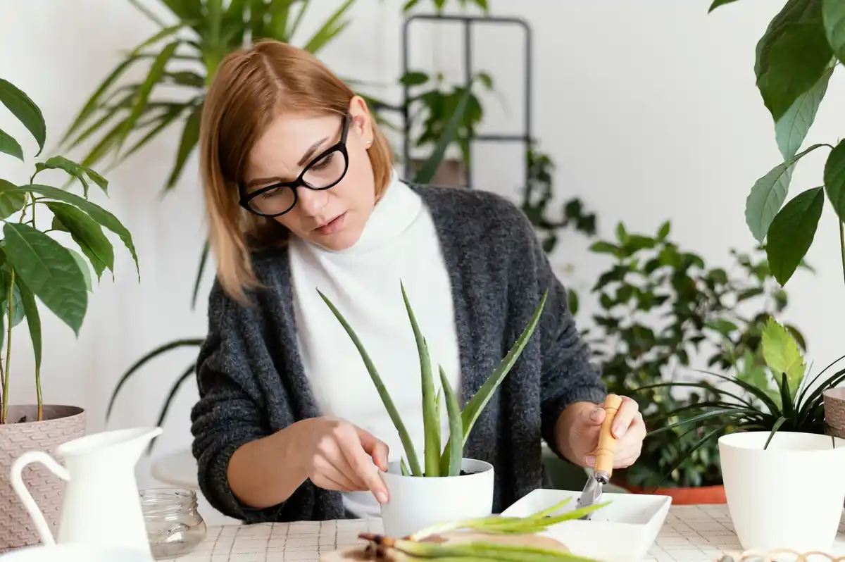 common houseplant problems solutions