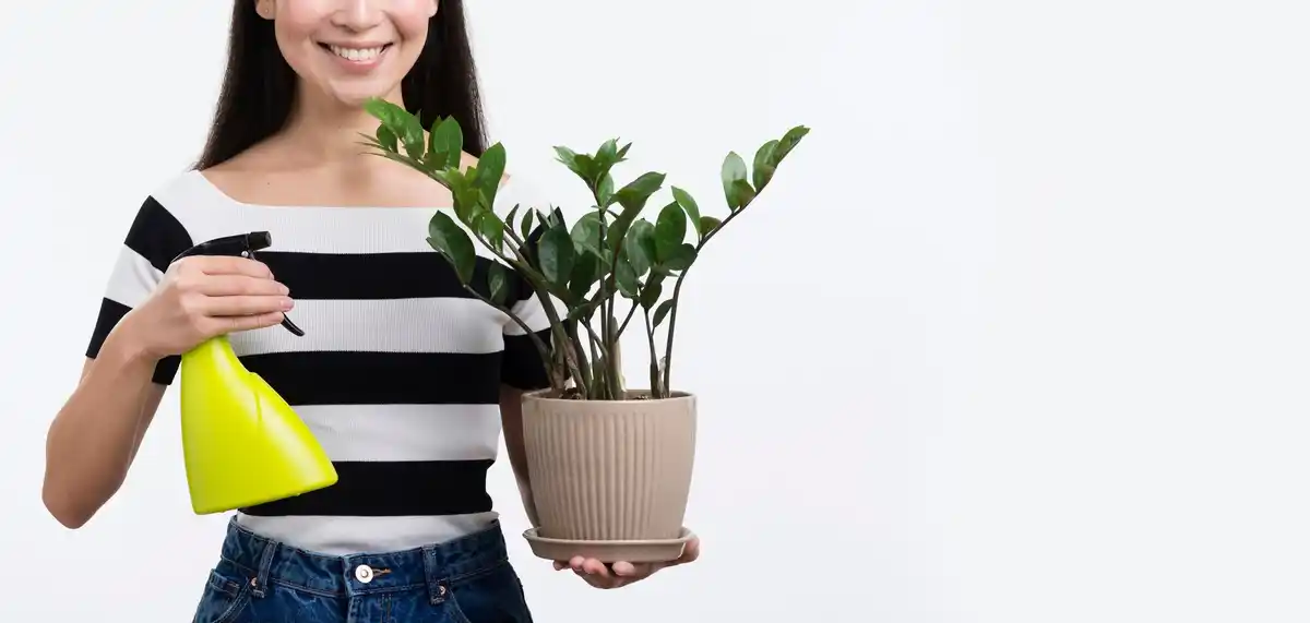 yellowing houseplant leaves care tips