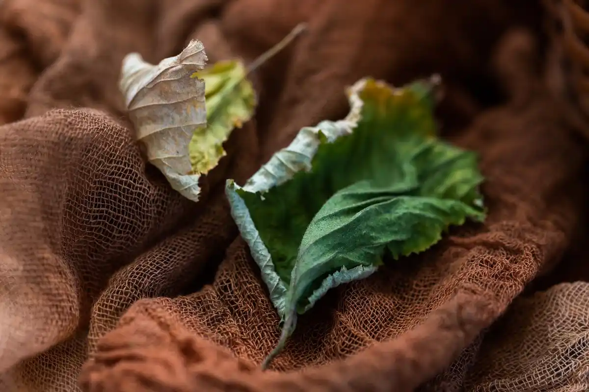 brown leaf tips houseplants dry air