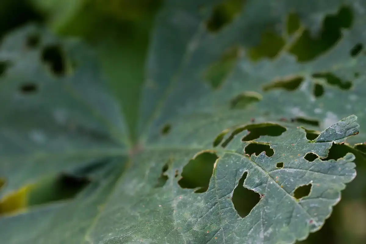 brown spots on plant leaves garden Netherlands
