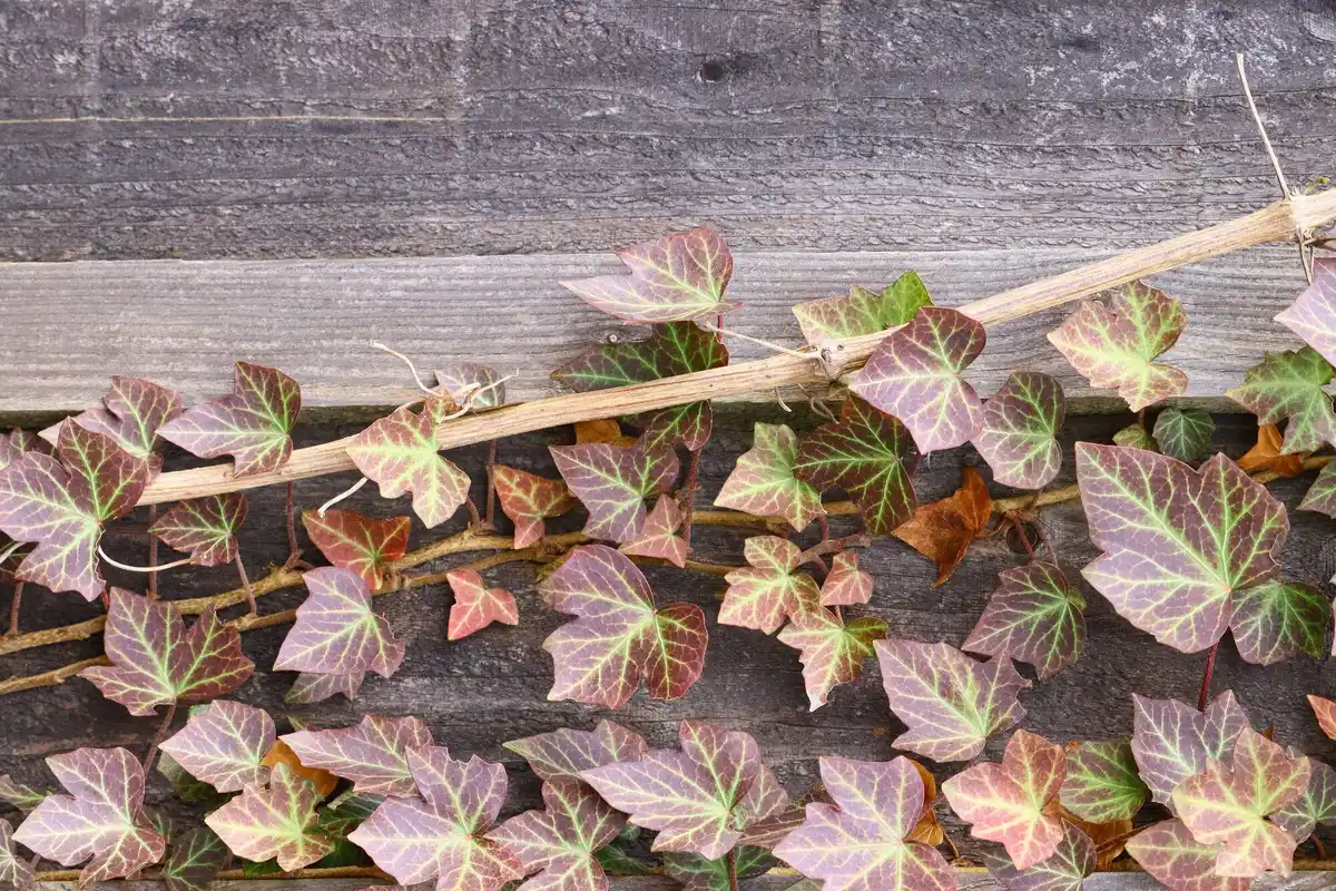 plant leaves with brown spots in garden