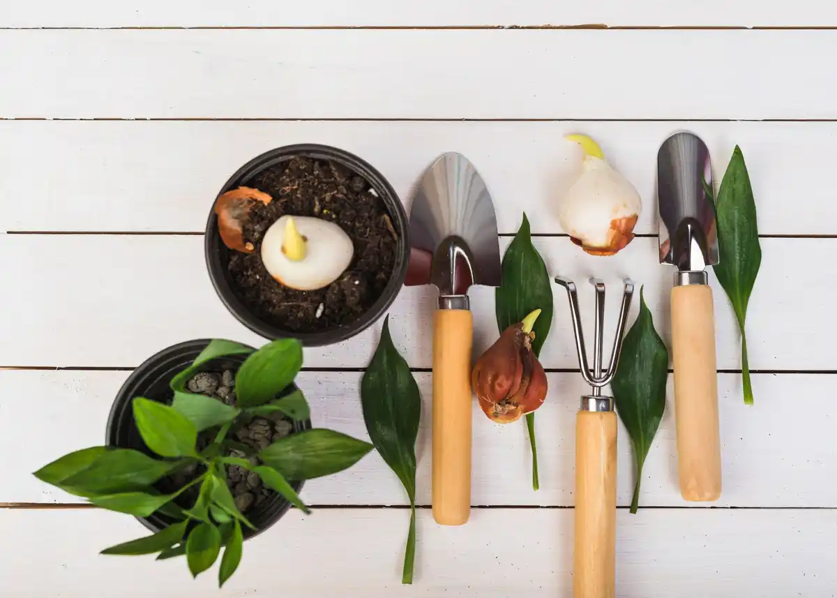 organic gardening tools and healthy green plants