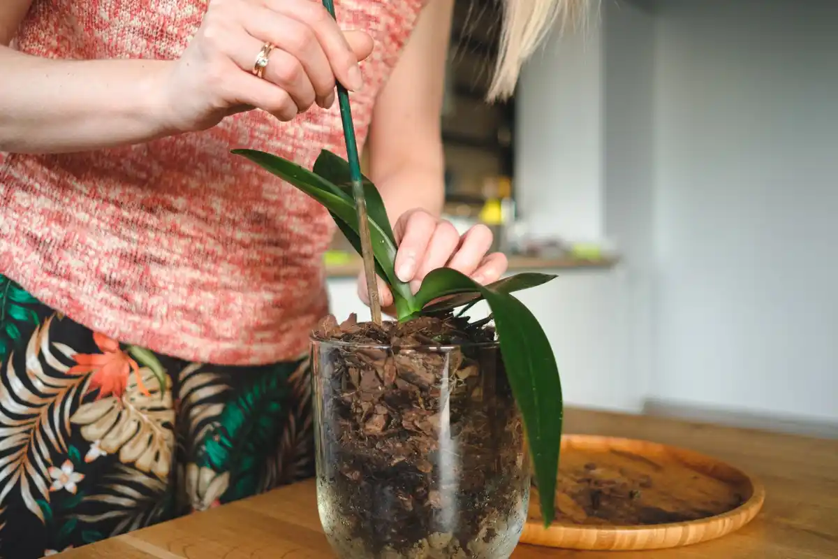 drooping houseplant recovery