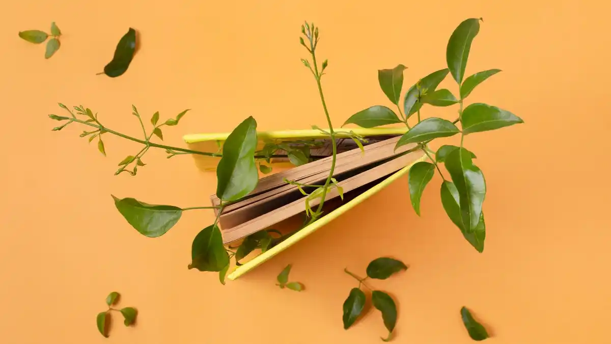 wilting houseplant close-up