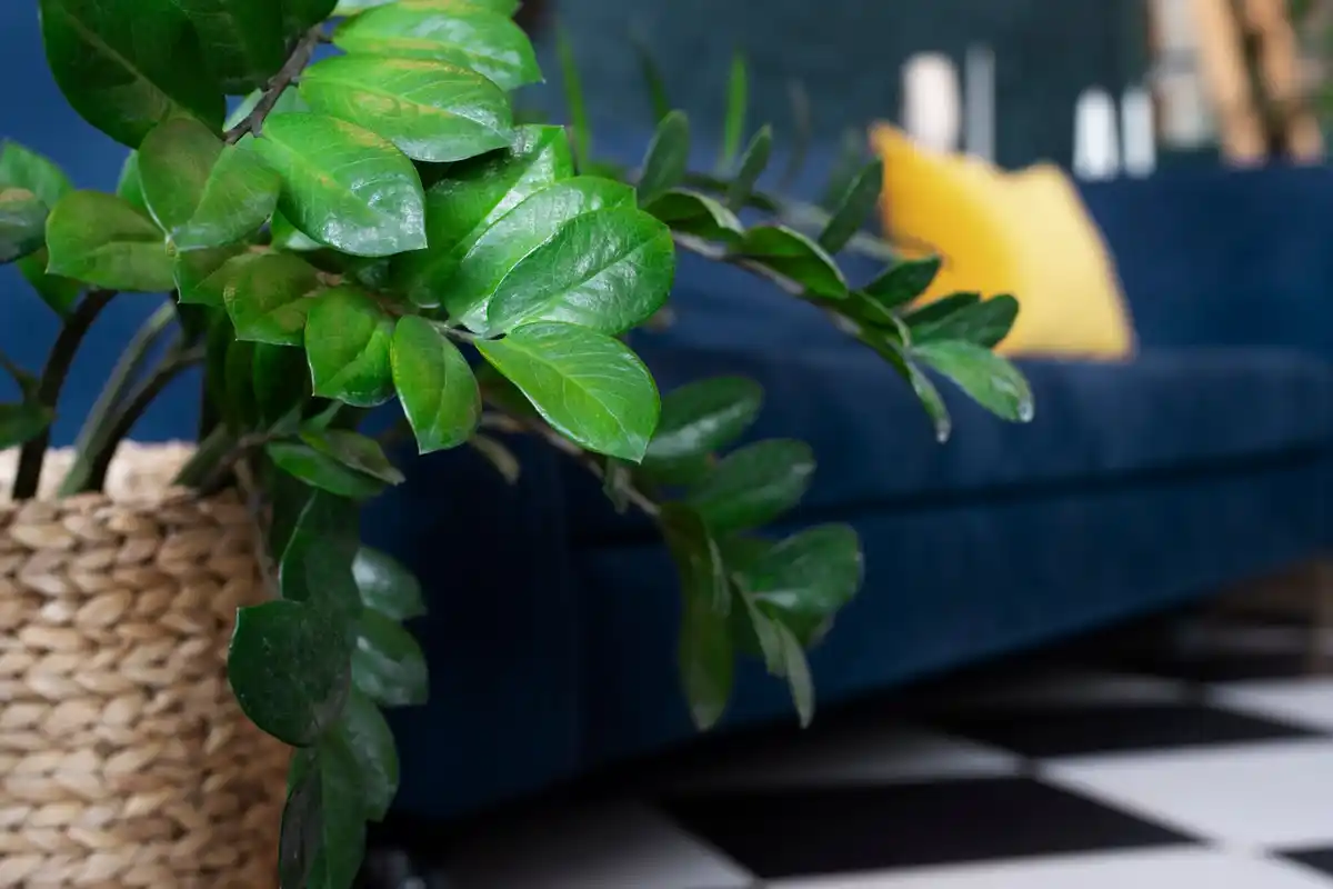 houseplant next to window with natural light