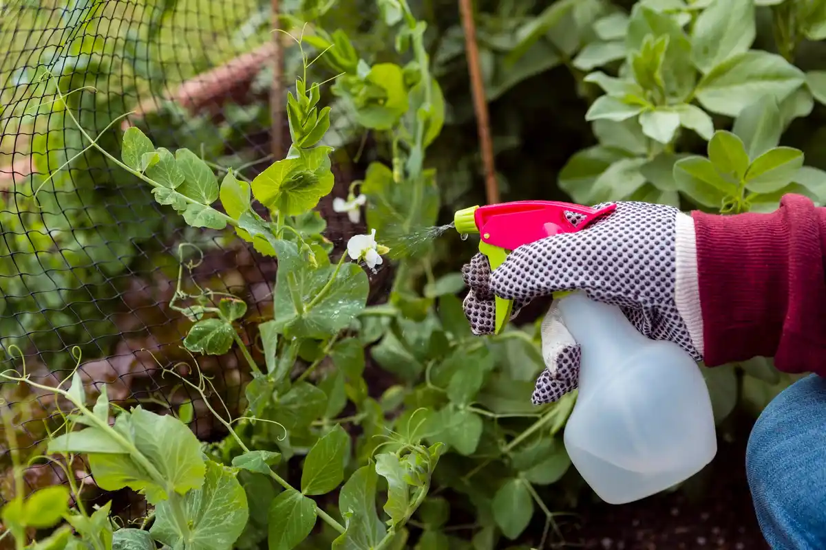 natural garden pest control herbs Netherlands