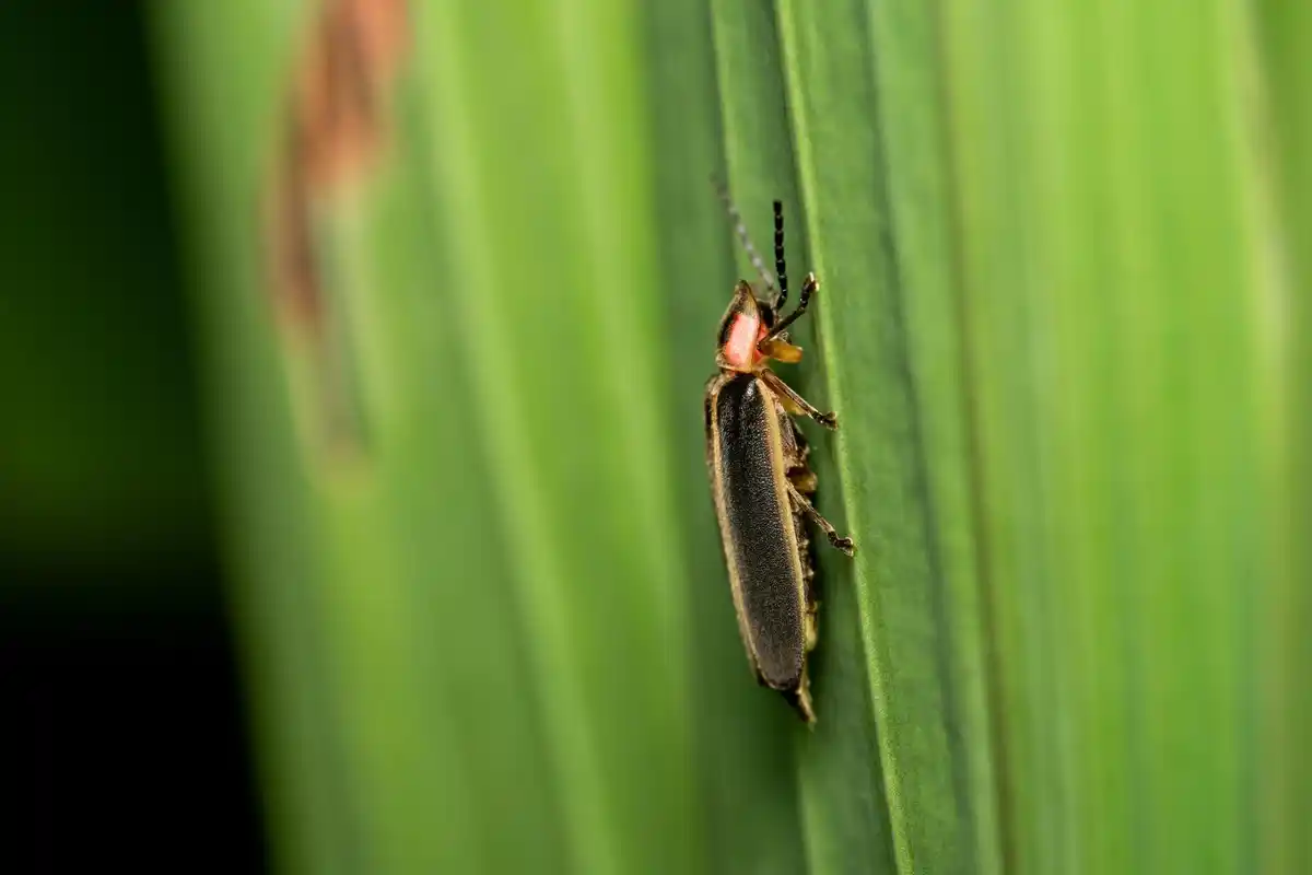 garden pests hidden in soil