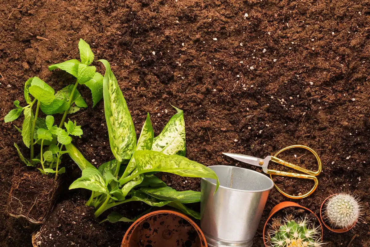 healthy vegetable garden soil closeup