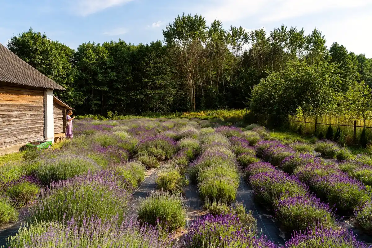 Sustainable garden with native plants Netherlands