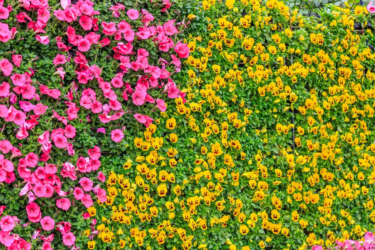 Deze slimme plantencombinaties maken je tuin direct gezelliger