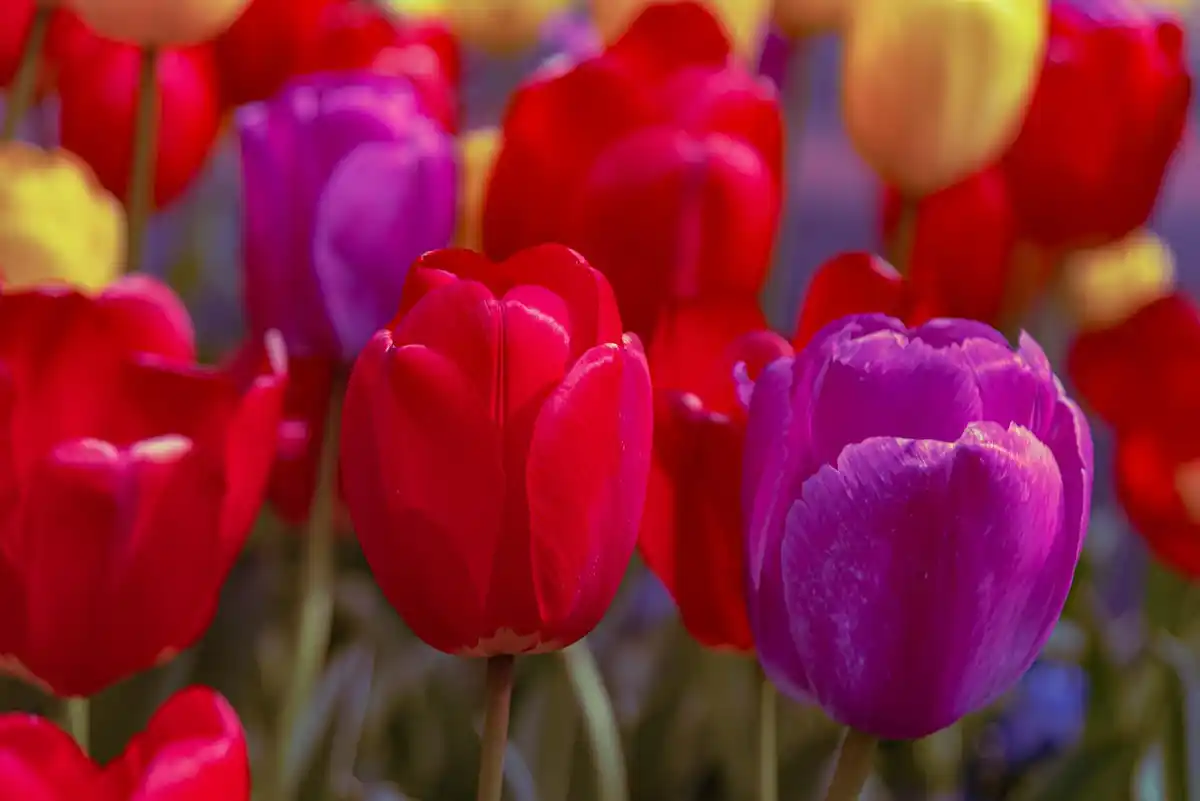 Dutch garden plants combination vibrant colors