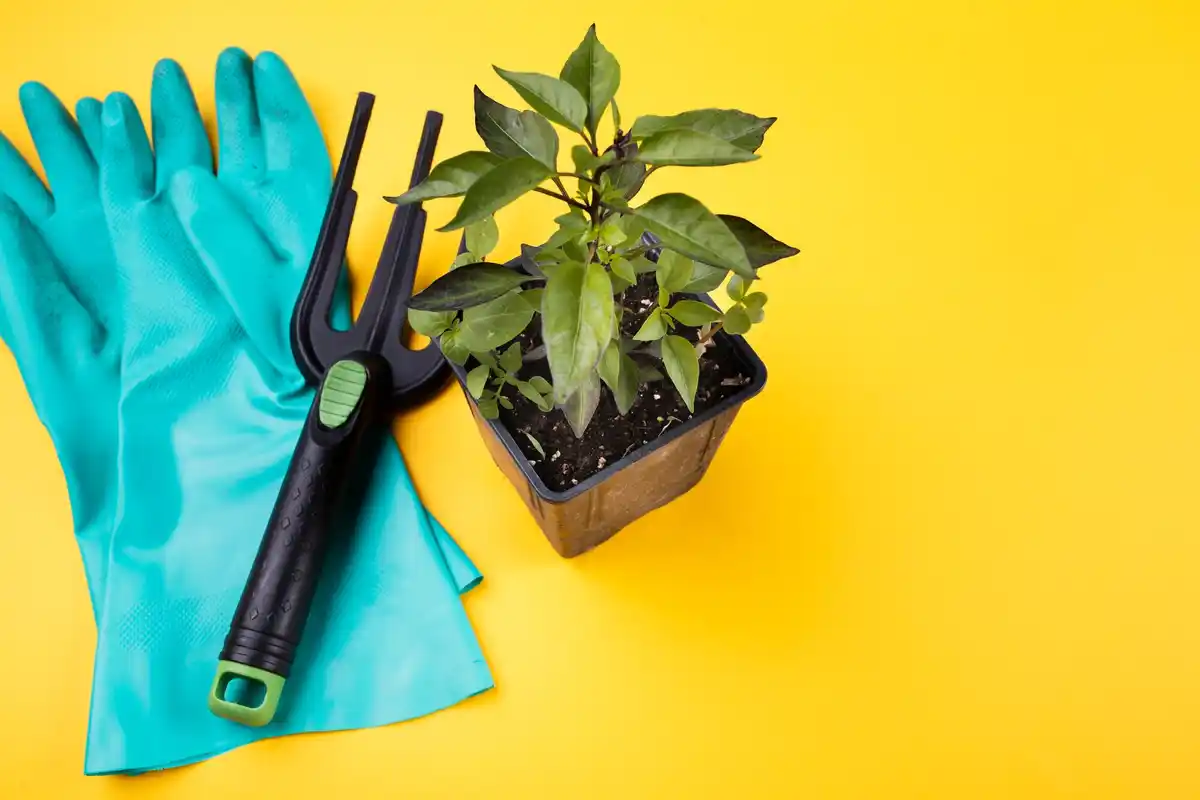 gardening tools with plants infection prevention