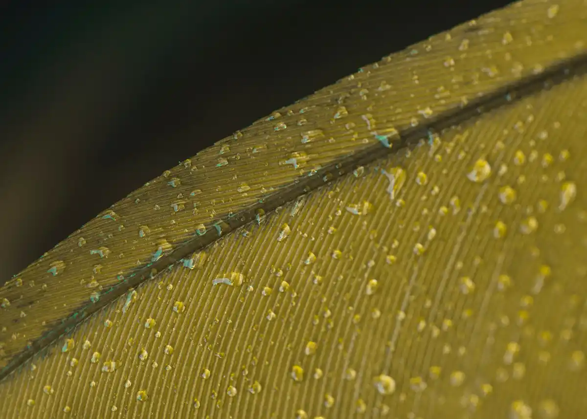 bladluizen op plant blad close-up