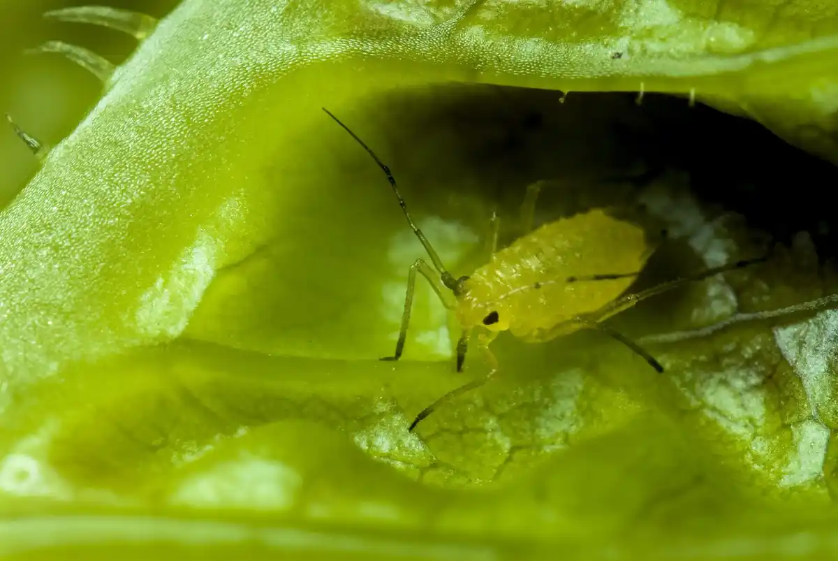 close up garden pests aphids spider mites netsherlands