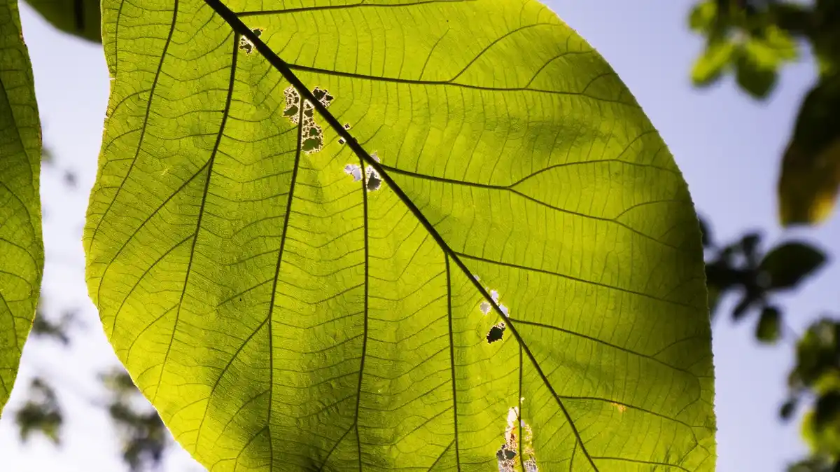 garden pest damage on plants netherlands