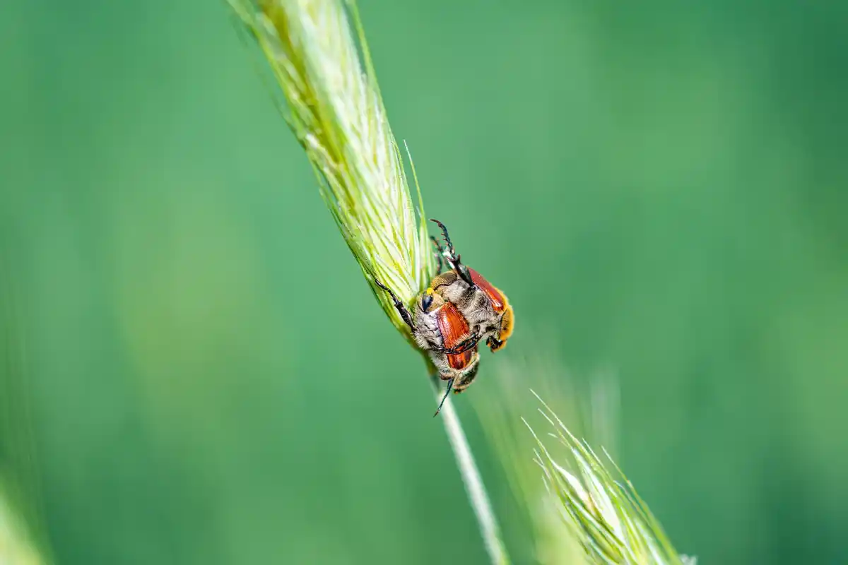 close up aphids and spider mites on garden leaves