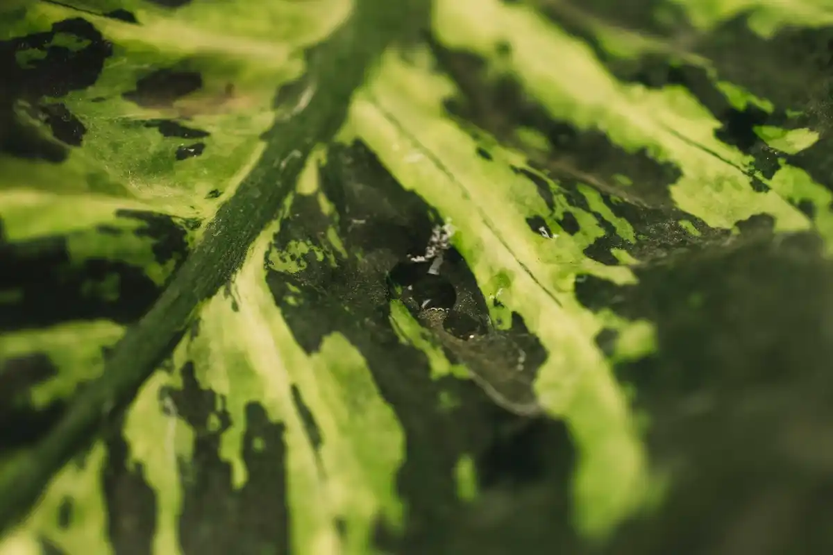 powdery mildew on plant leaves close up