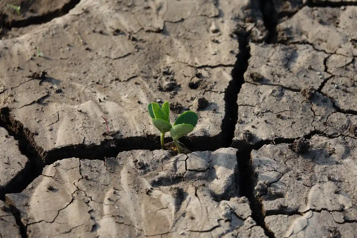 Wilted garden plant soil problems