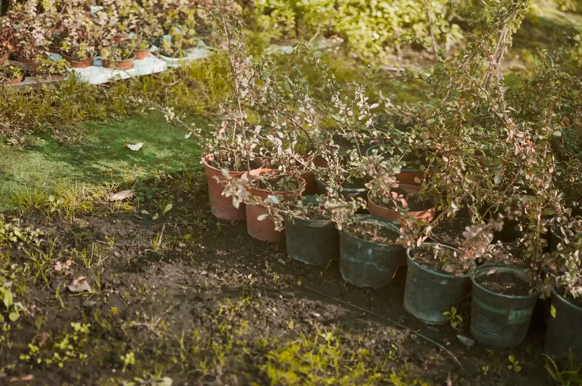 overwatered plants garden soil