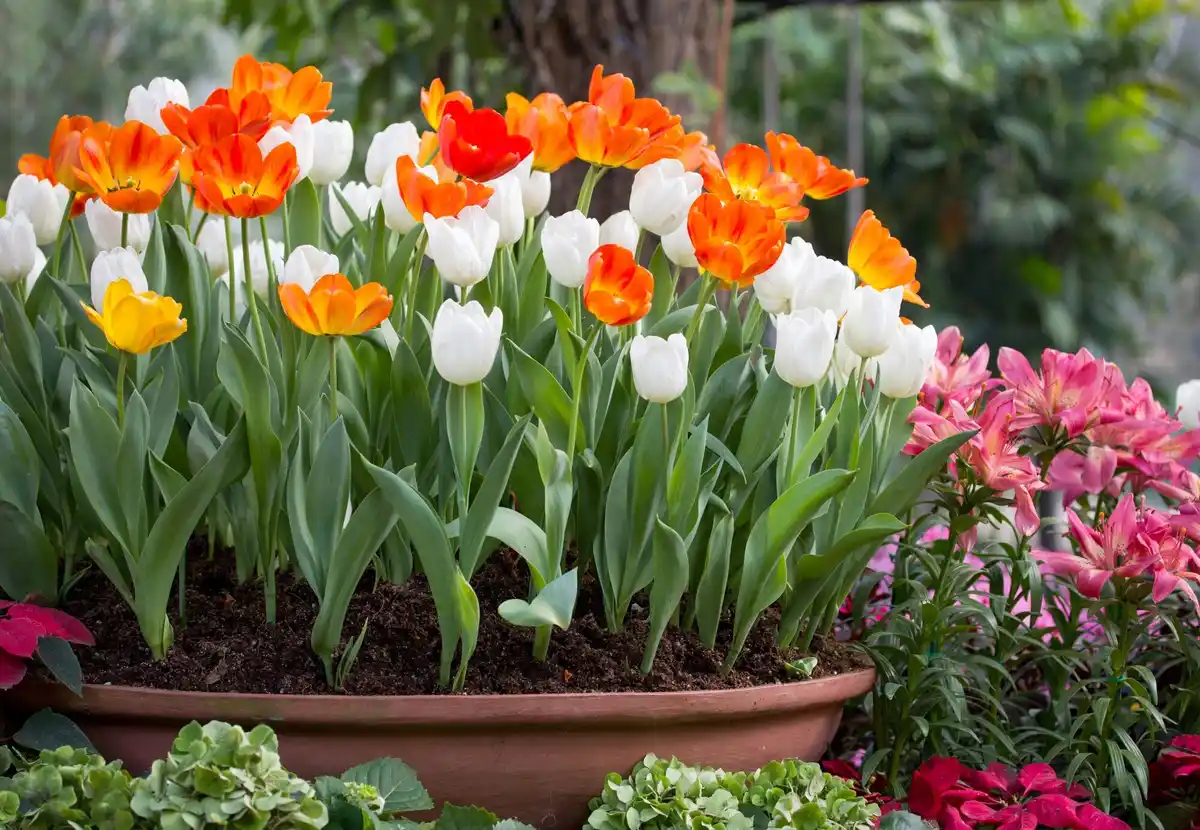 healthy spring garden plants Netherlands