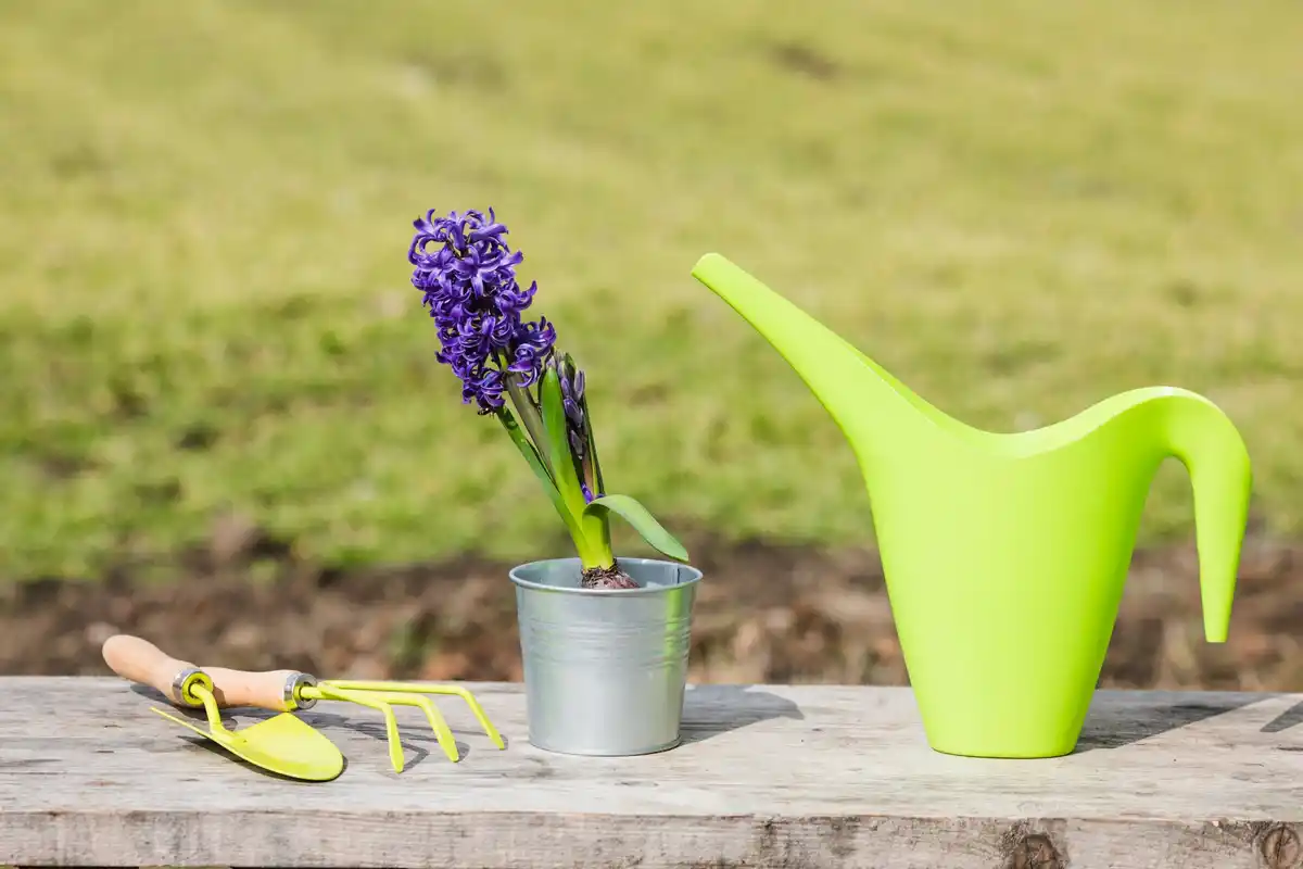 watering plants in the morning garden