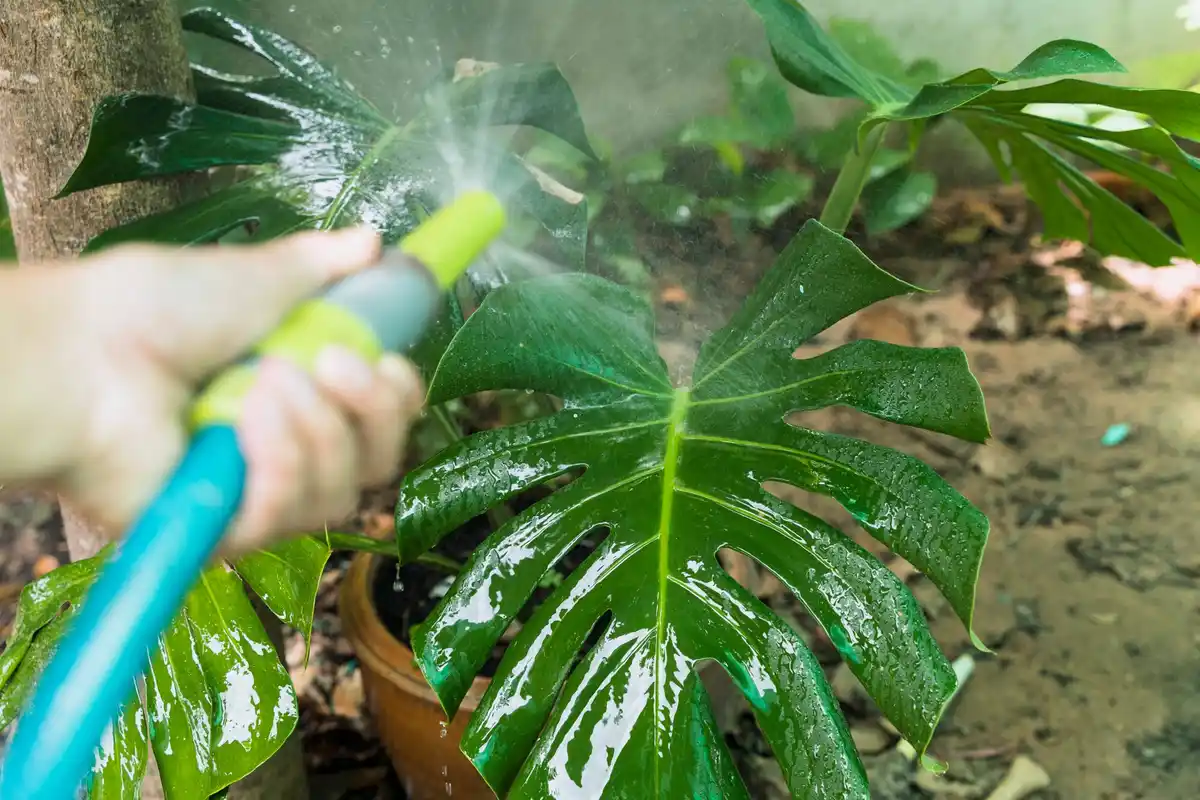 watering plants with garden hose morning