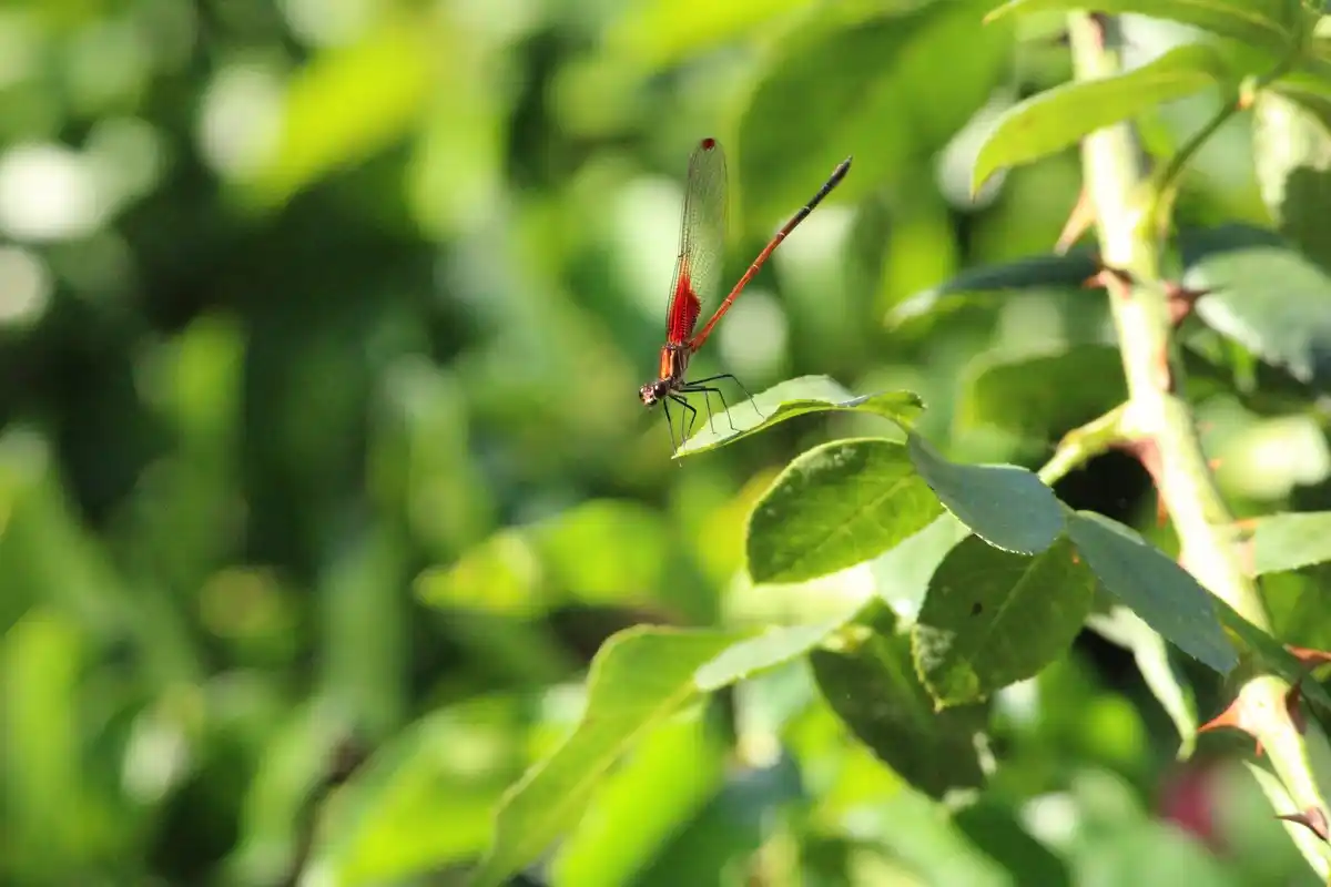 green aphids on leaves garden pest