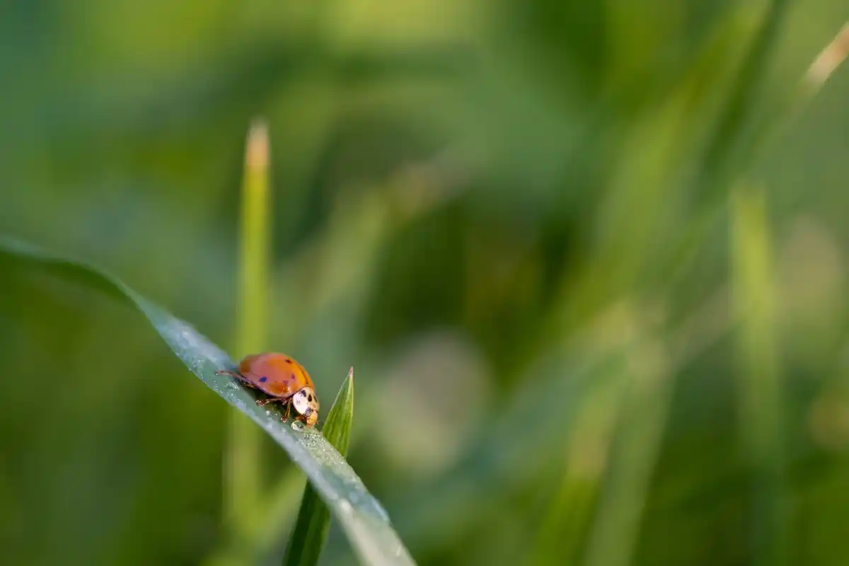 garden pest natural ladybug eats aphids