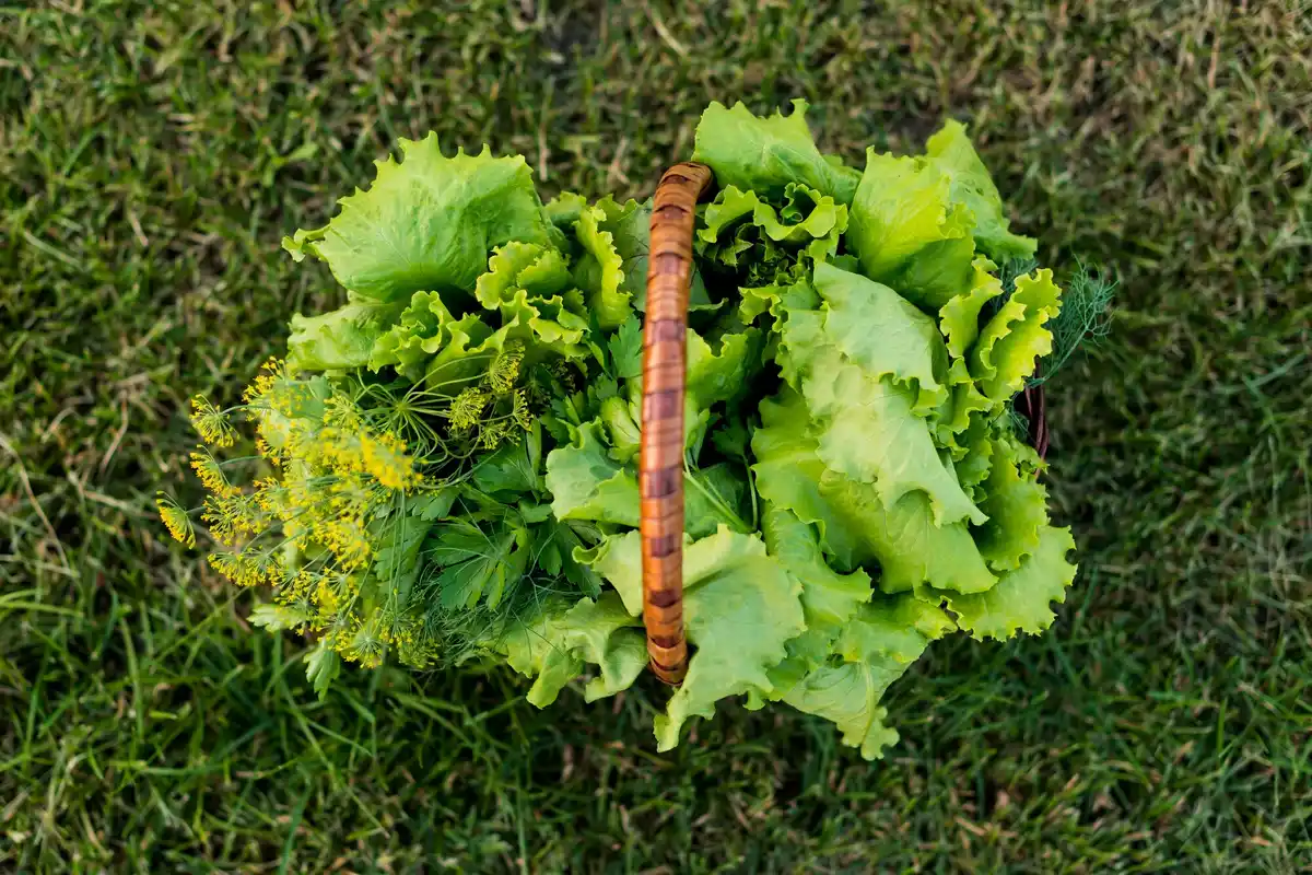 fresh lettuce harvest backyard garden