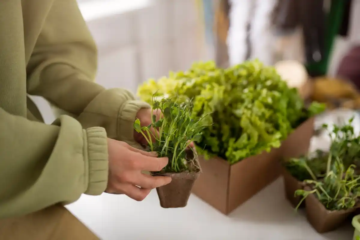 homegrown lettuce harvesting hands