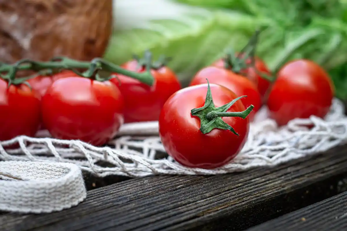 fresh ripe tomatoes home garden harvesting