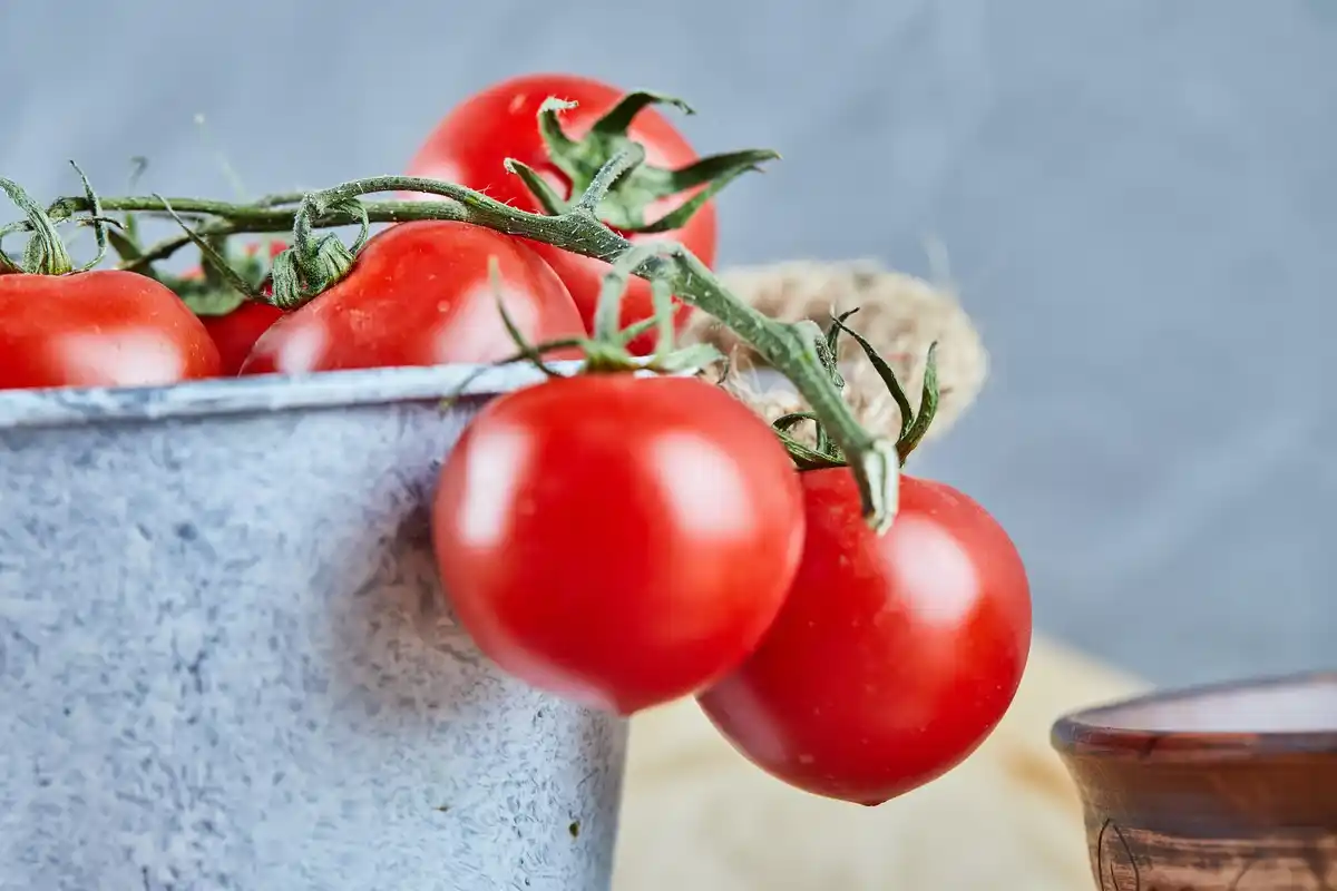 red tomatoes growing on vine in home garden