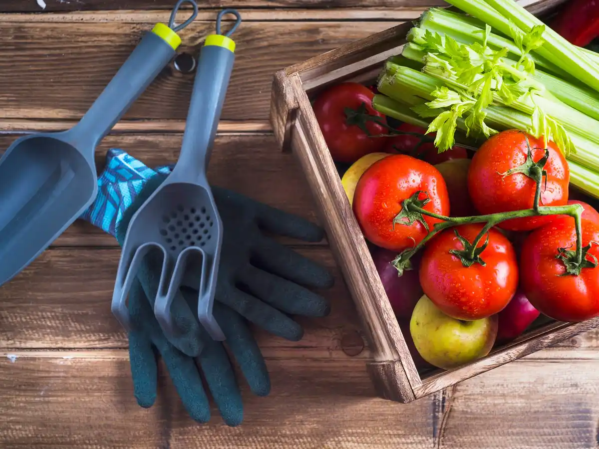 ripe tomatoes in raised garden bed with garden tools