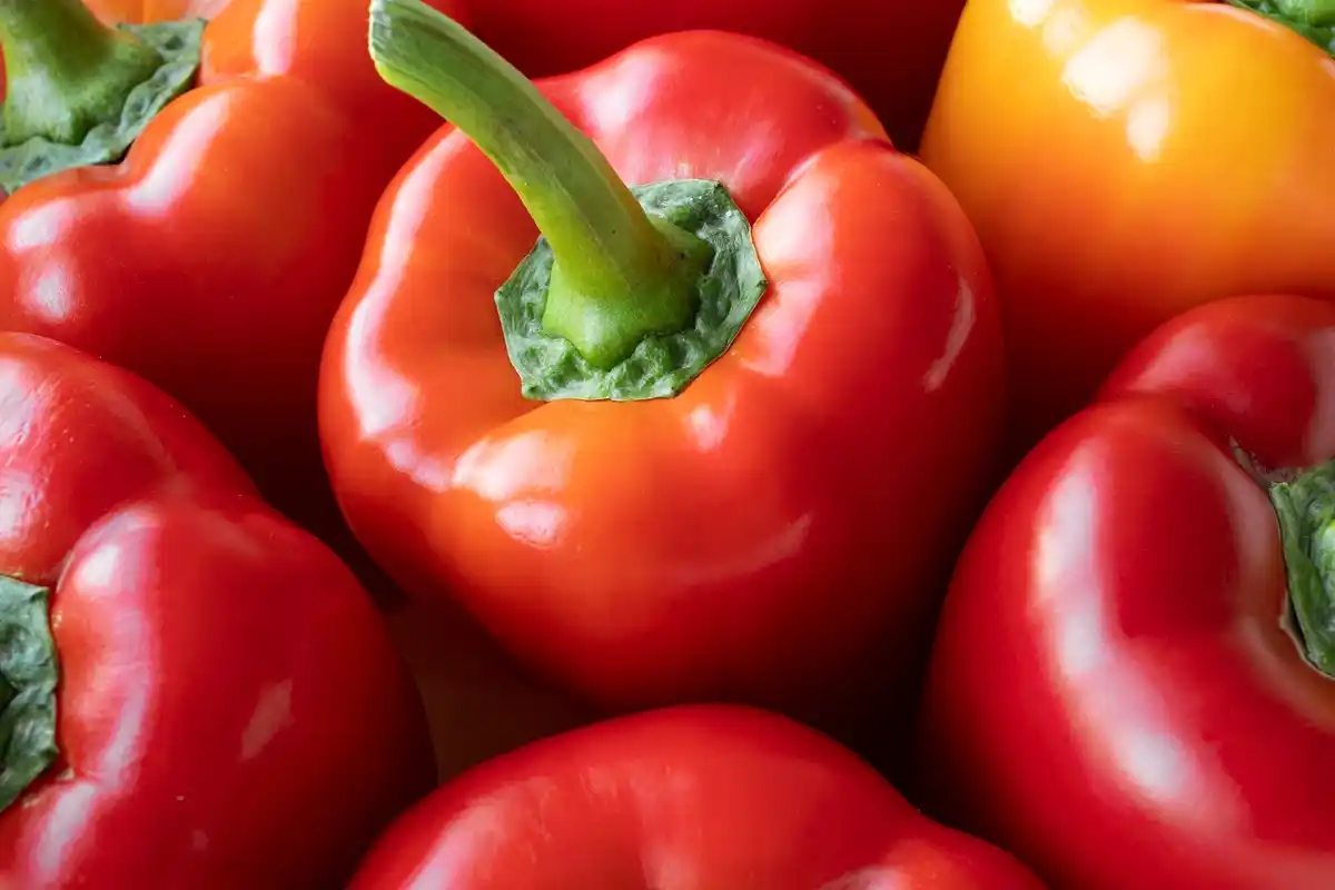 red bell peppers ripening garden netherlands