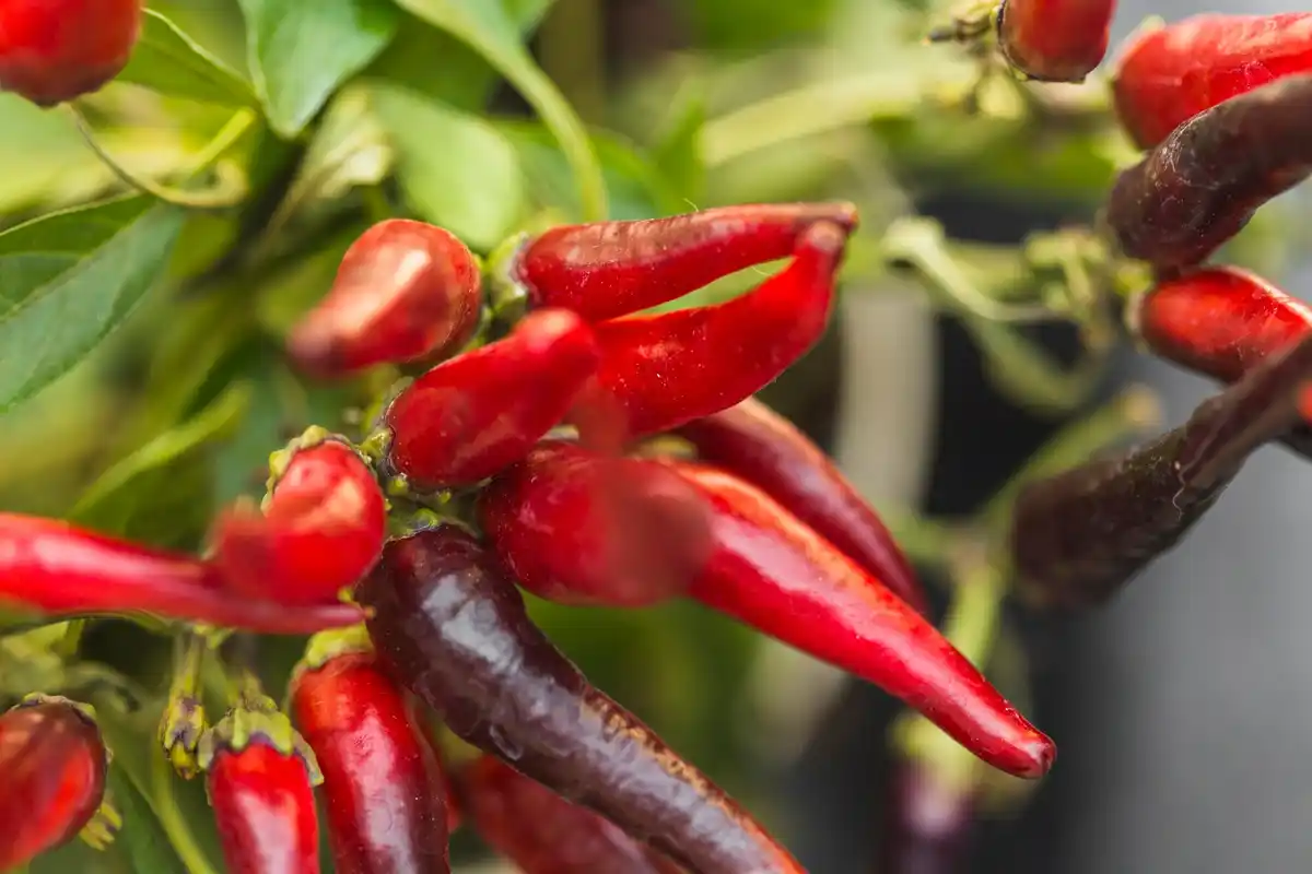red bell peppers ripening in garden