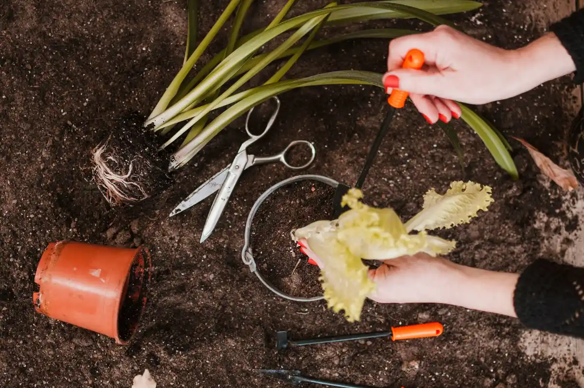 gardeners hand pruning zucchini plant with scissors