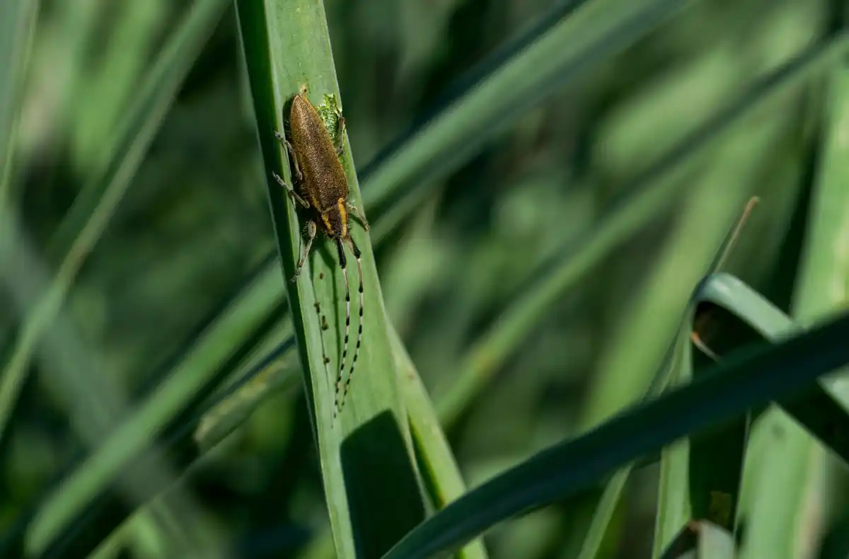 close-up weeds and garden pests in vegetable garden