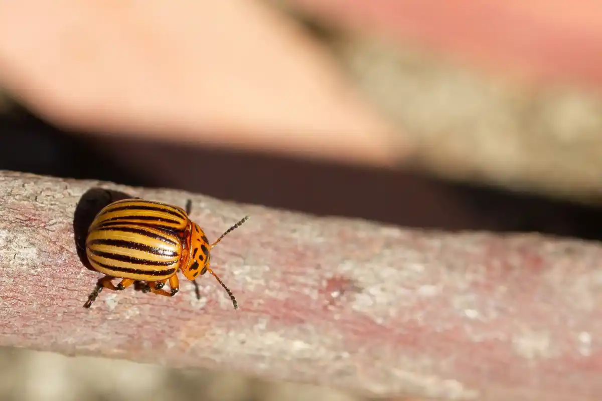 garden pests close-up aphids and slugs