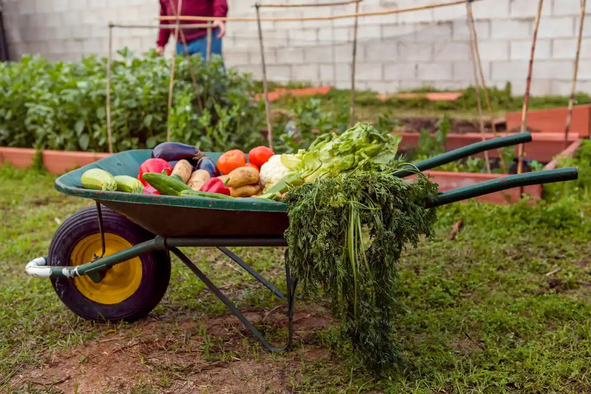 home vegetable garden in small backyard