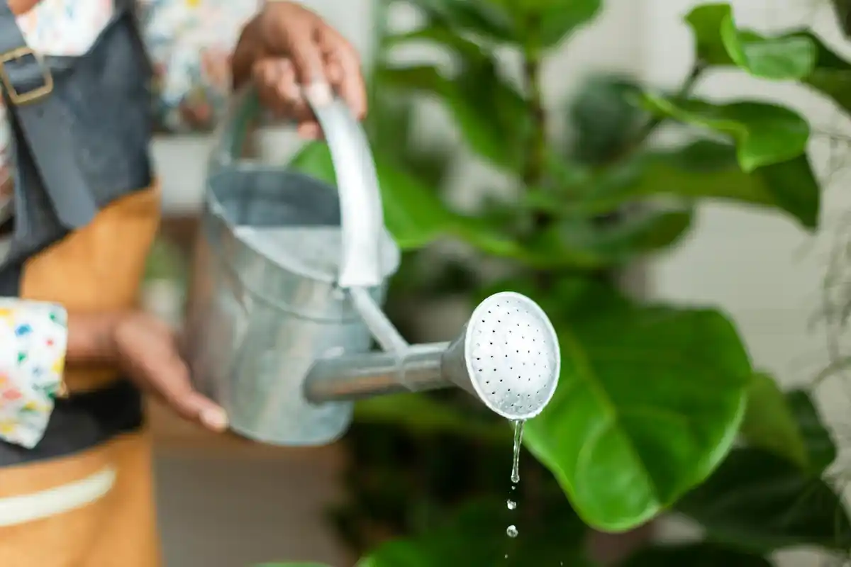 watering vegetable garden with watering can