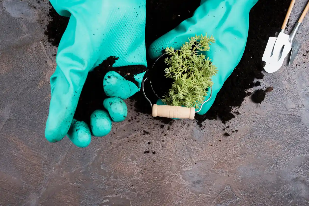 vegetable garden soil test