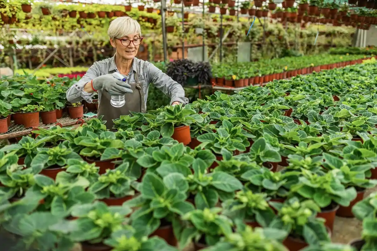 Companion planting in a Dutch vegetable garden