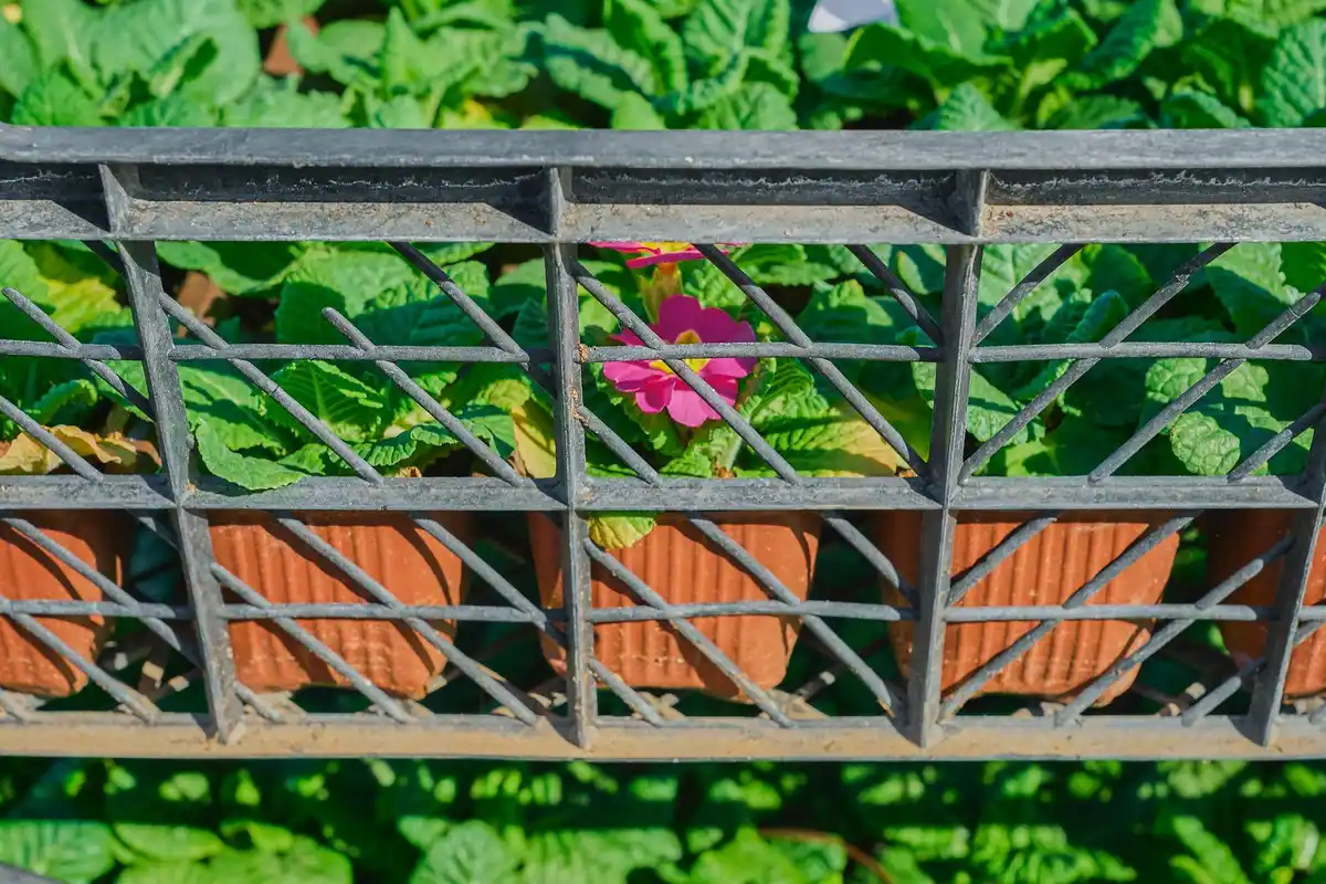 urban home vegetable garden balcony colorful fresh greens