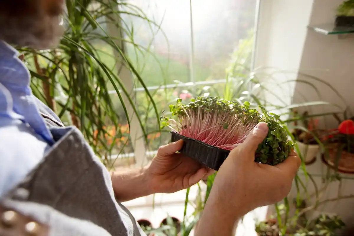 easy home vegetable gardening in small space